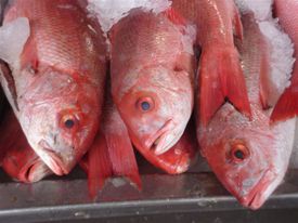 Market Red Fish
